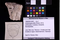 Foto (Objekt + Etiketten) von Ambulocapsa altilis (Robins, 2013) (NHMW-GEO-1990-0041-0497)